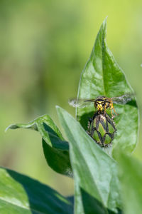 Close-up of insect on leaf