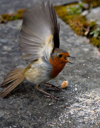 Close-up of bird