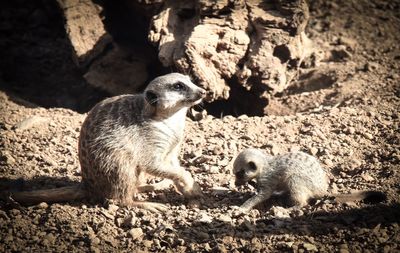 Two meerkats baby meerkat chester zoo