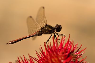 Close-up of dragonfly on red flower