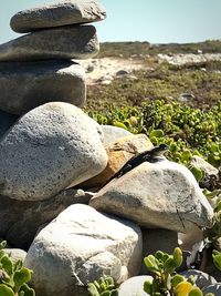 Close-up of turtle on rock against sky