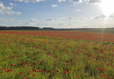 Scenic view of field against sky