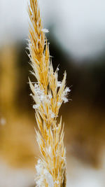 Close-up of stalks in wheat field