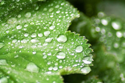 Close-up of water drops on leaf