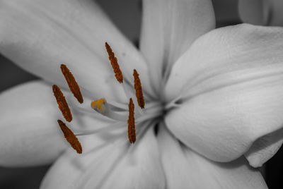 Close-up of white flowering plant