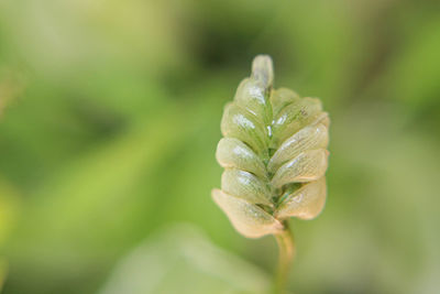 Green succulent plant, cacti and succulents cacti. succulent succulent plant