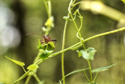 Close-up of insect on plant