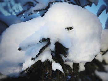 Close-up of snow on ice