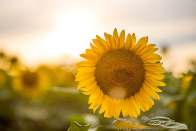 Close-up of sunflower against sky