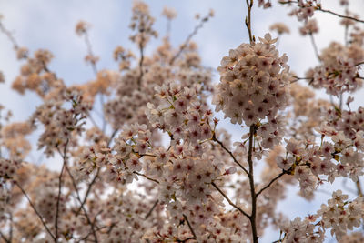 Close-up of cherry blossoms in spring