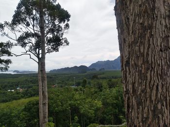 Trees on landscape against sky