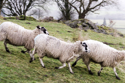 Sheep running down hill
