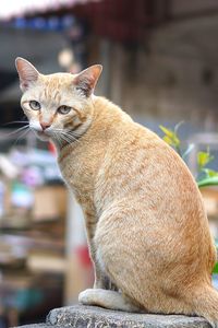 Close-up of a cat looking away