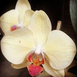 Close-up of pink orchid blooming outdoors