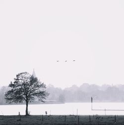 Birds flying in the sky