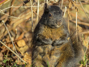 Close-up of squirrel