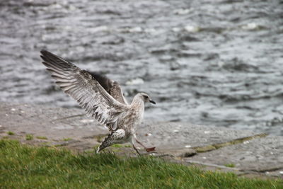 Close-up of pigeon on grass