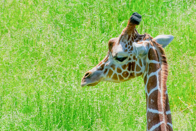 Giraffe in a field