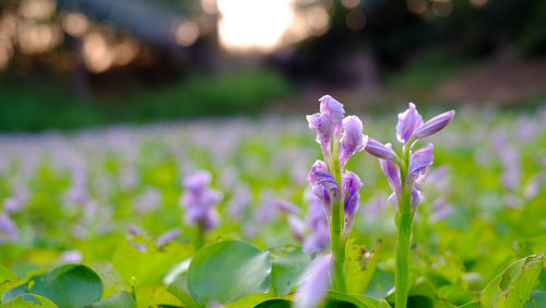 Close-up of purple crocus flowers on field