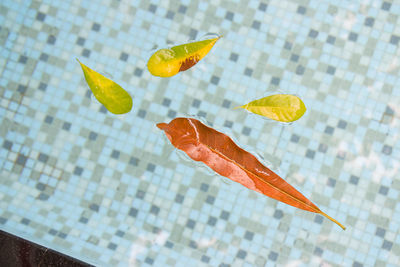 High angle view of orange leaves floating on table