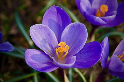 Close-up of purple crocus flowers