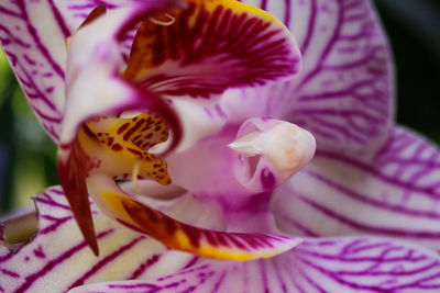 Close-up of pink orchids