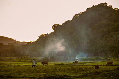 Scenic view of agricultural field against sky during sunset