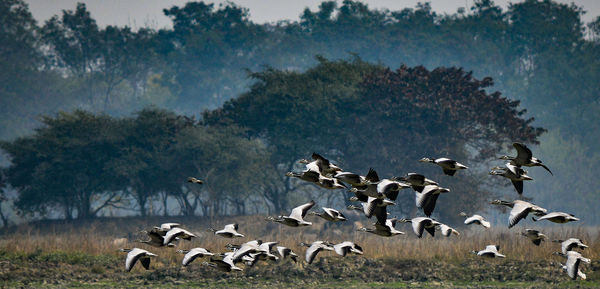 Birds flying over landscape against sky