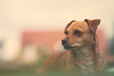 Close-up of dog looking away