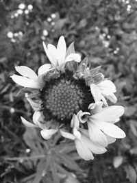 Close-up of fresh white flower