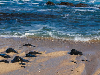 High angle view of birds on beach