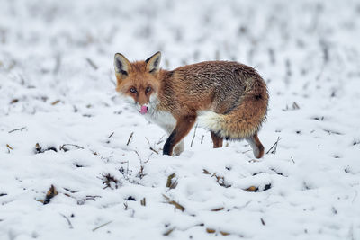 Portrait of red fox standing on snow covered land