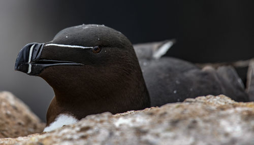 Close-up of penguin on rock