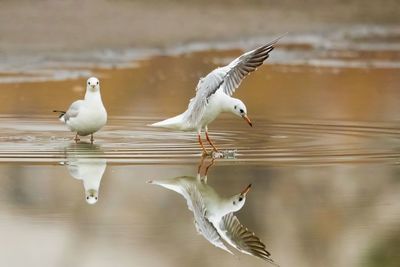 Seagulls flying over lake