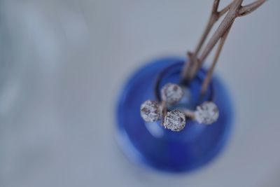 High angle view of blue flower on table