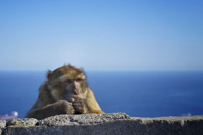 Monkey looking at sea against sky