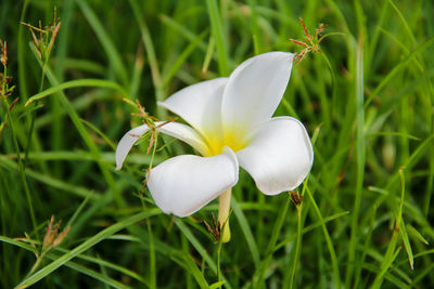 Close-up of white frangipani blooming at park