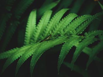 Close-up of fern leaves