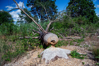 Trees growing in forest
