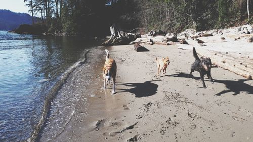 View of a dog on beach