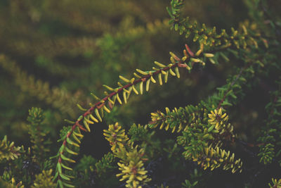 Close-up of fern