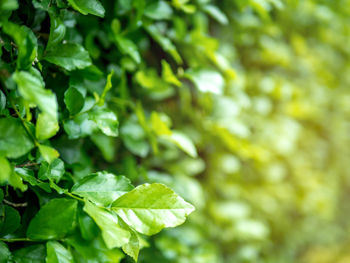 Close-up of green leaves