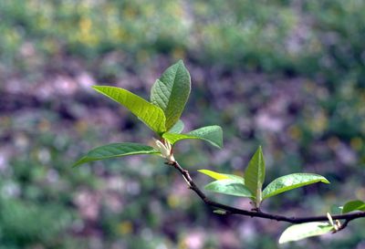 Close-up of green leaves