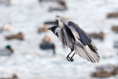 Close-up of crow flying over water