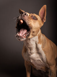 Close-up of a dog over black background