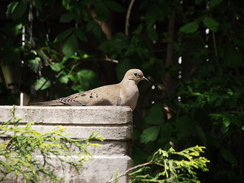 Bird perching on a tree