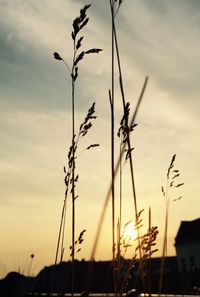 Scenic view of landscape at sunset
