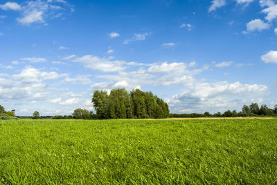 Group of trees on a green meadow, white clouds in the blue sky