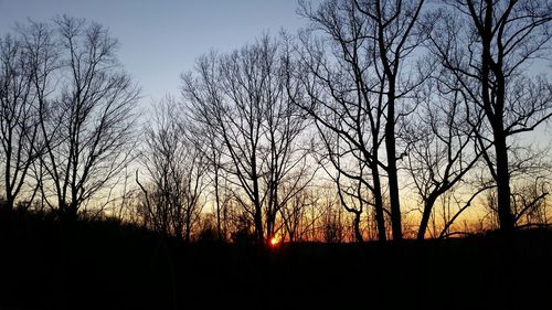 Silhouette of trees at sunset