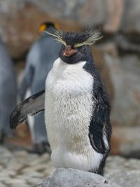 Close-up of penguin